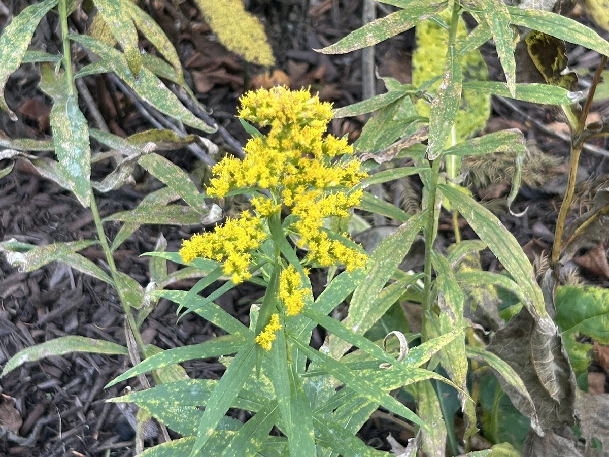 late fall goldenrod